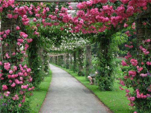 Краткая характеристика основных Видов роз. 03