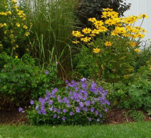 Знакомьтесь ещё многолетник для вашего цветника - платикодон (колокольчик Широкая Чаша). 08