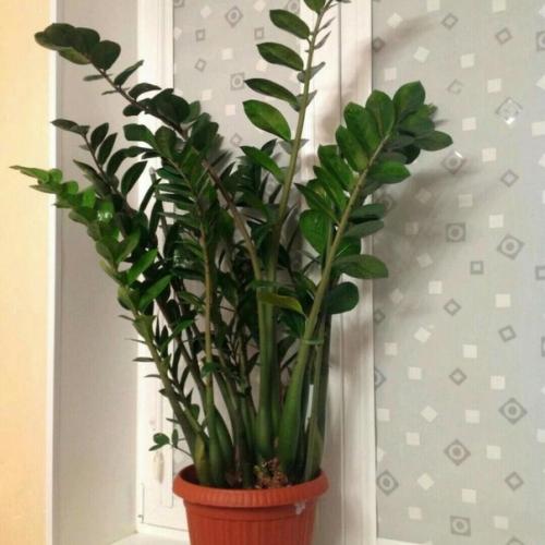 7 простых правил выращивания замиокулькаса. 04