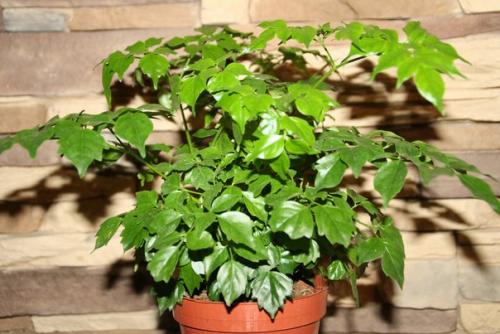 Радермахера - изумрудная королева? 01