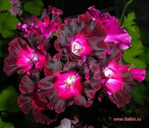 Виды пеларгоний.  Это важно знать. 03