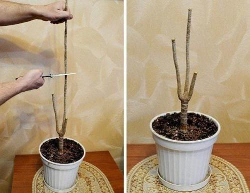 Как обновить драцену? 02