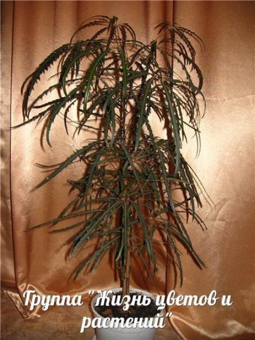 Дизиготека.  Правильный уход. 07