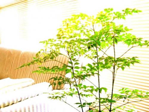 Радермахера - изумрудная королева? 04