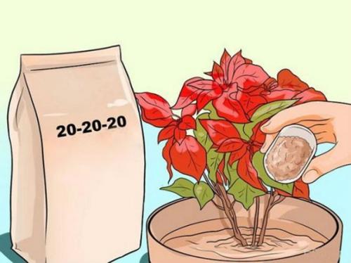 Особенности выращивания Рождественской Звезды (пошаговая инструкция). 04