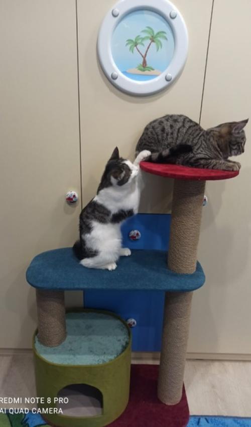 Привет, всем!  Предлагаю вашему вниманию новую коллекцию когтеточек. 02