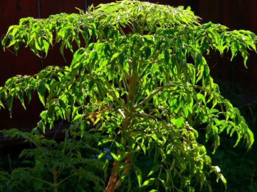 Радермахера - изумрудная королева? 09