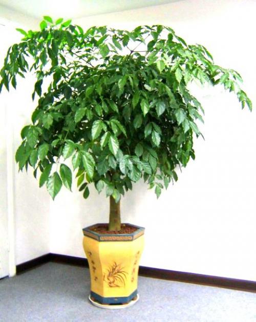 Радермахера - изумрудная королева? 07