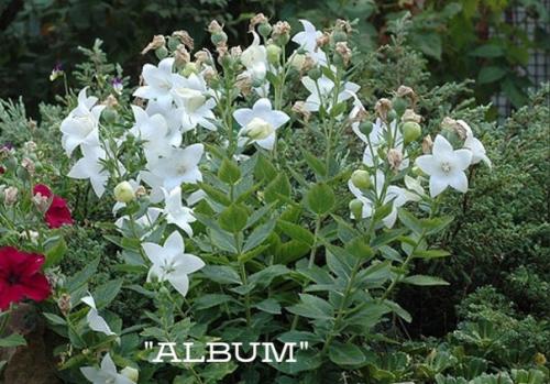 Знакомьтесь ещё многолетник для вашего цветника - платикодон (колокольчик Широкая Чаша). 09