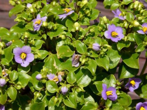 Экзакум - капризная персидская фиалка? 03