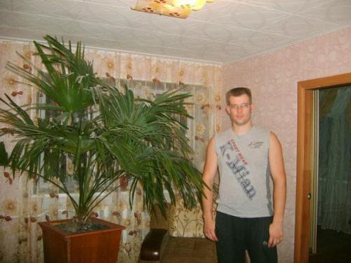 Комнатные пальмы?   Пальмы как домашние растения еще со времен древнего Рима выращивают. 02