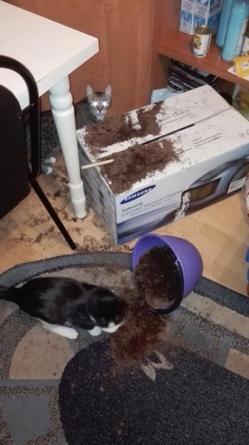 В доме обязательно должен быть котик. 05