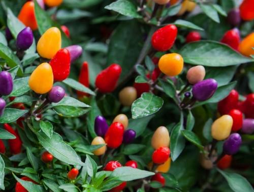 Декоративный перец - мы растим дома. 02