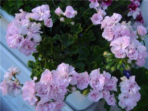 Виды пеларгоний.  Это важно знать. 02