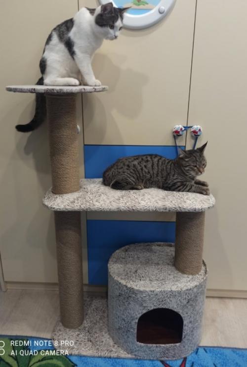 Привет, всем!  Предлагаю вашему вниманию новую коллекцию когтеточек. 01