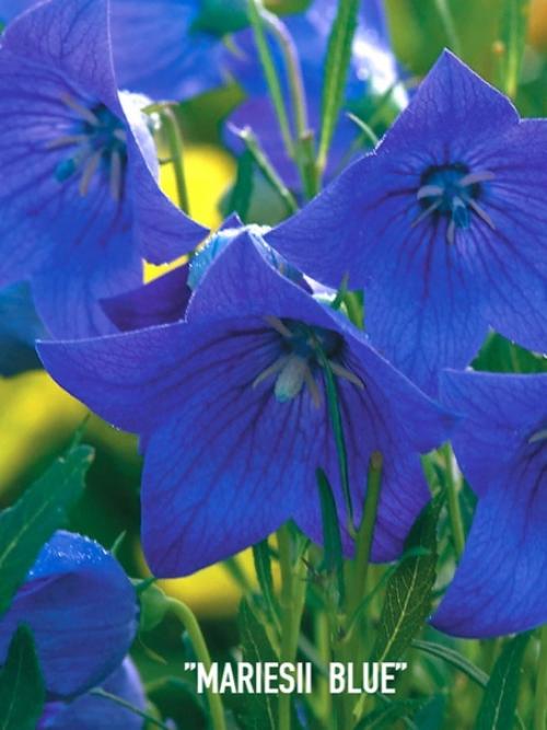 Знакомьтесь ещё многолетник для вашего цветника - платикодон (колокольчик Широкая Чаша). 04