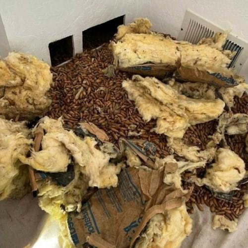 Житель США, обеспокоенный постоянным шумом внутри стены своего дома, вызвал специалистов. 02