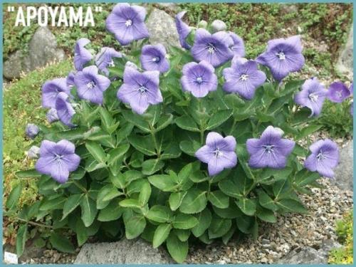 Знакомьтесь ещё многолетник для вашего цветника - платикодон (колокольчик Широкая Чаша). 06