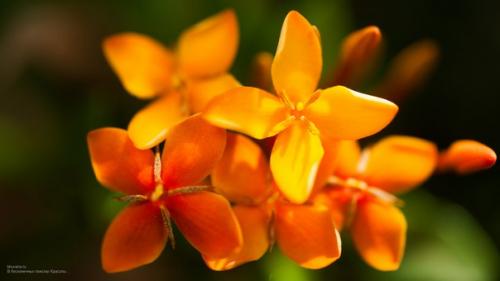 Иксора - огненный экзот с безупречными листьями? 02