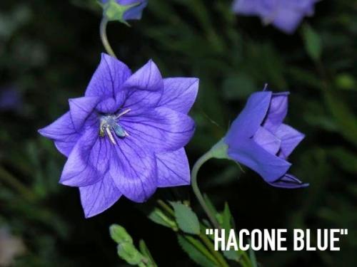 Знакомьтесь ещё многолетник для вашего цветника - платикодон (колокольчик Широкая Чаша). 03