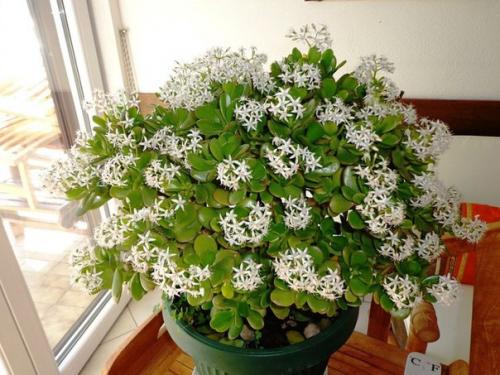 Толстянка.  Цветок, приносящий в дом доход и удачу! 01