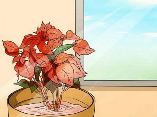 Особенности выращивания Рождественской Звезды (пошаговая инструкция). 02