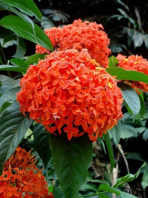 Иксора - огненный экзот с безупречными листьями? 04