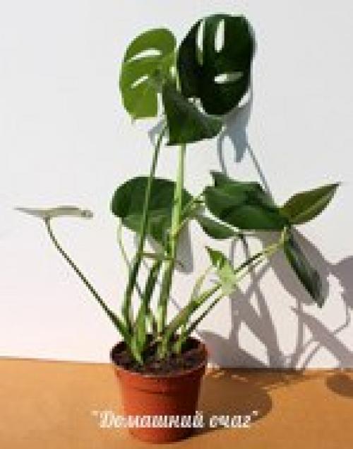 Монстера. Монстера (лат.