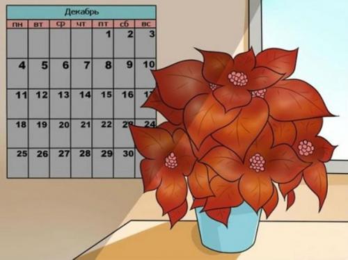 Особенности выращивания Рождественской Звезды (пошаговая инструкция). 07