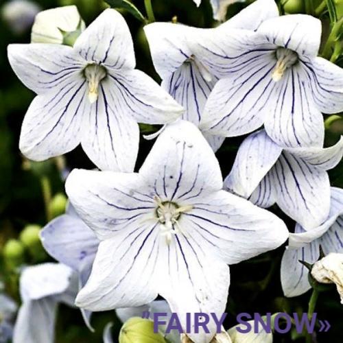 Знакомьтесь ещё многолетник для вашего цветника - платикодон (колокольчик Широкая Чаша). 01