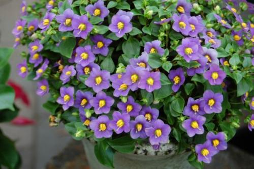 Экзакум - капризная персидская фиалка? 09