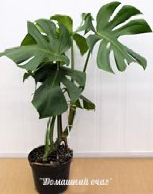 Монстера. Монстера (лат. 01