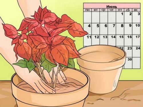 Особенности выращивания Рождественской Звезды (пошаговая инструкция). 01