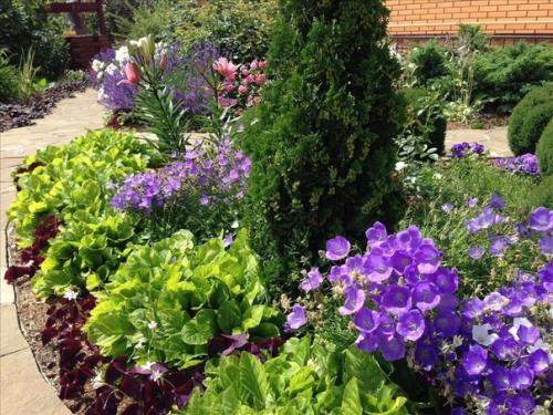 Знакомьтесь ещё многолетник для вашего цветника - платикодон (колокольчик Широкая Чаша). 07