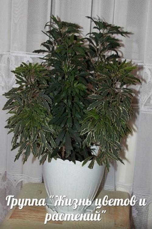 Дизиготека.  Правильный уход. 09