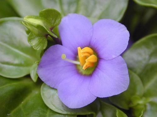 Экзакум - капризная персидская фиалка? 01