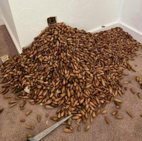 Житель США, обеспокоенный постоянным шумом внутри стены своего дома, вызвал специалистов. 01