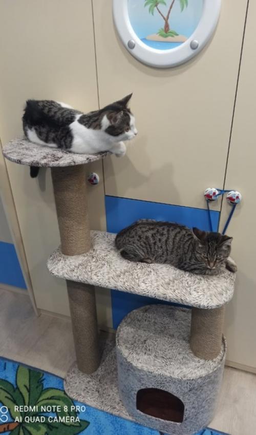 Привет, всем!  Предлагаю вашему вниманию новую коллекцию когтеточек. 04