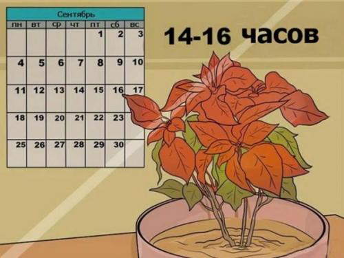 Особенности выращивания Рождественской Звезды (пошаговая инструкция). 06