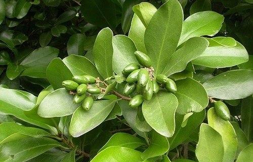 Коринокарпус - новозеландский лавр?