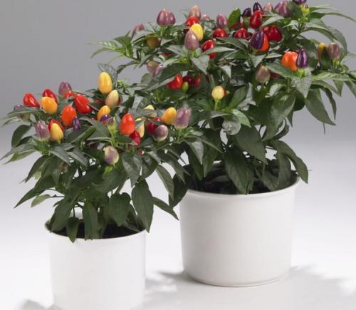 Декоративный перец - мы растим дома. 01