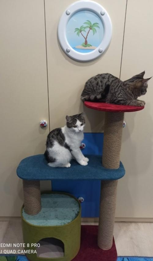 Привет, всем!  Предлагаю вашему вниманию новую коллекцию когтеточек. 03