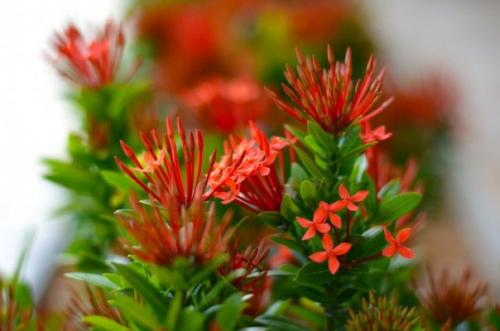 Иксора - огненный экзот с безупречными листьями? 05