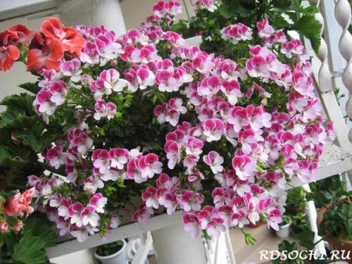 Виды пеларгоний.  Это важно знать. 05