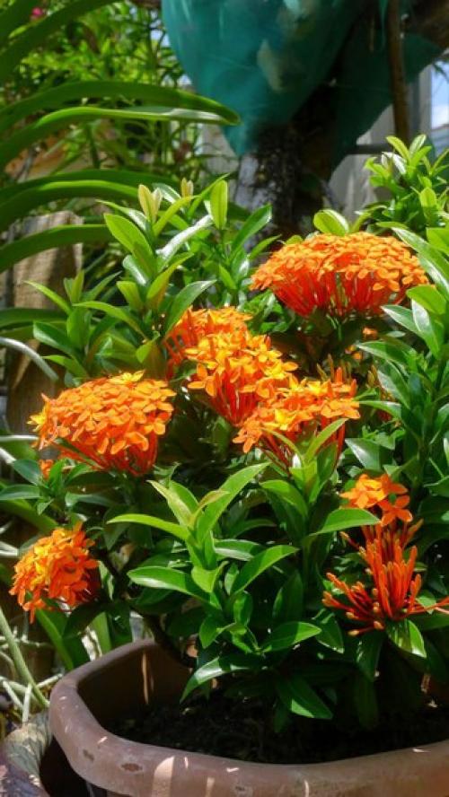 Иксора - огненный экзот с безупречными листьями? 06