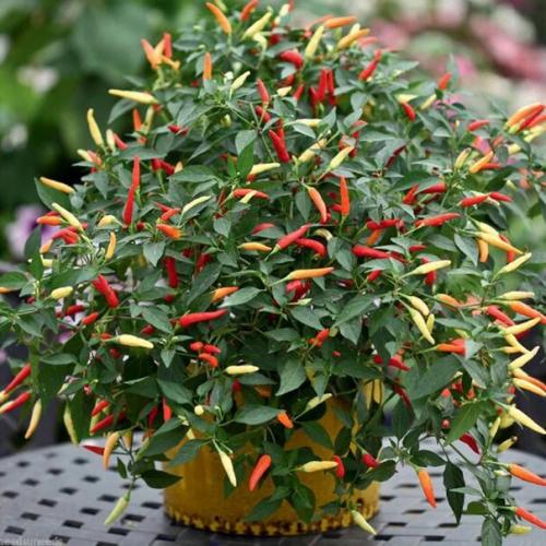 Декоративный перец - мы растим дома. 04