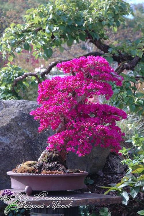 Азалия (Azalea) - королева цветочного царства? 03