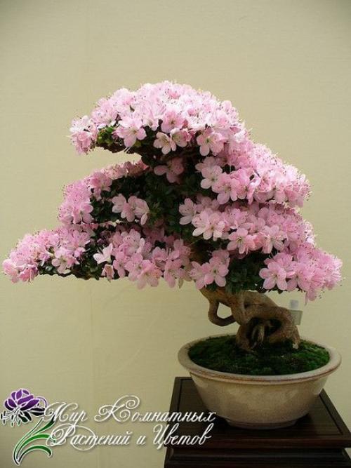 Азалия (Azalea) - королева цветочного царства? 02