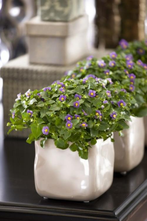 Экзакум - капризная персидская фиалка? 06