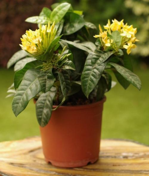 Иксора - огненный экзот с безупречными листьями? 09